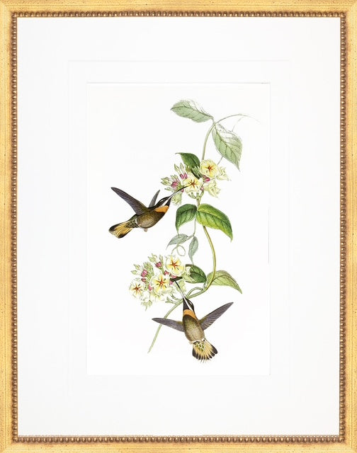 Two Hummingbirds  in Gold Frame