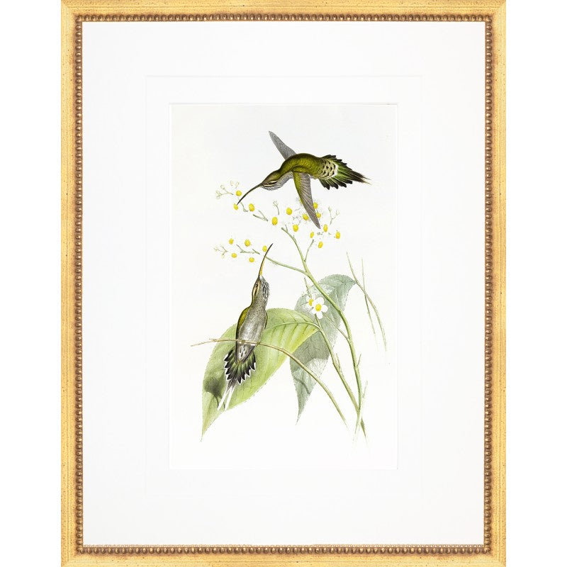 Gould Hummingbird VI