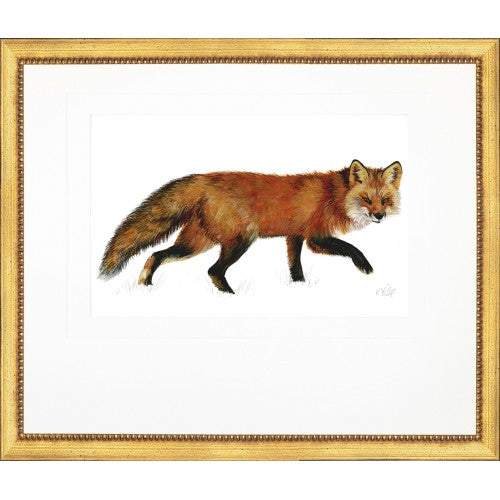 Fox Walking