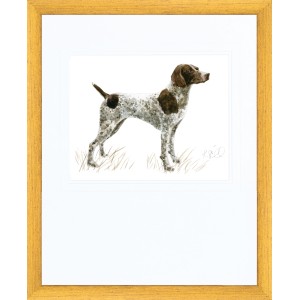 Hunting Dog German Short Hair Standing