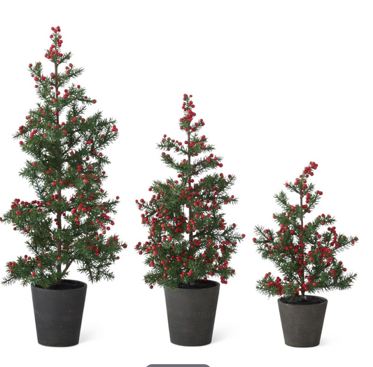 Juniper Pine Trees w/ Red Berries