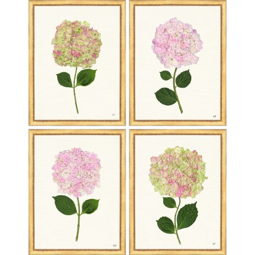 Pink Hydrangea on Ivory Gold Frame