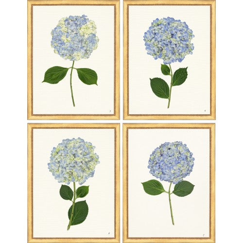 Blue Hydrangea on Ivory Gold Frame