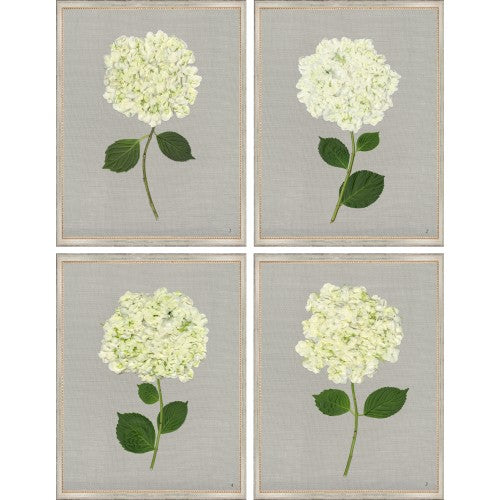 White Hydrangea on Gray Burlap