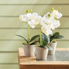 Mini 9" Potted Phalaenopsis