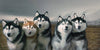 Dogs Hardcover Book