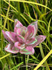 Art Glass Flower Stake Assorted