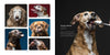 Peanut Butter Dogs - Hardcover Book