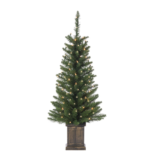 3.5ft Potted Colorado Spruce Tree