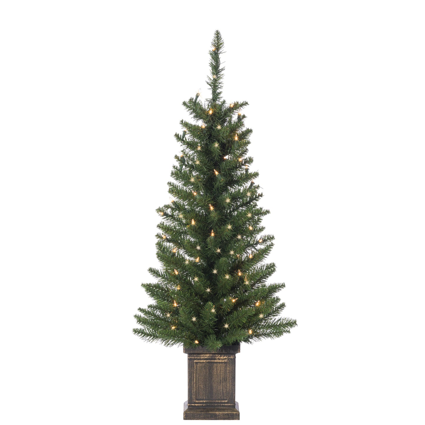 3.5ft Potted Colorado Spruce Tree
