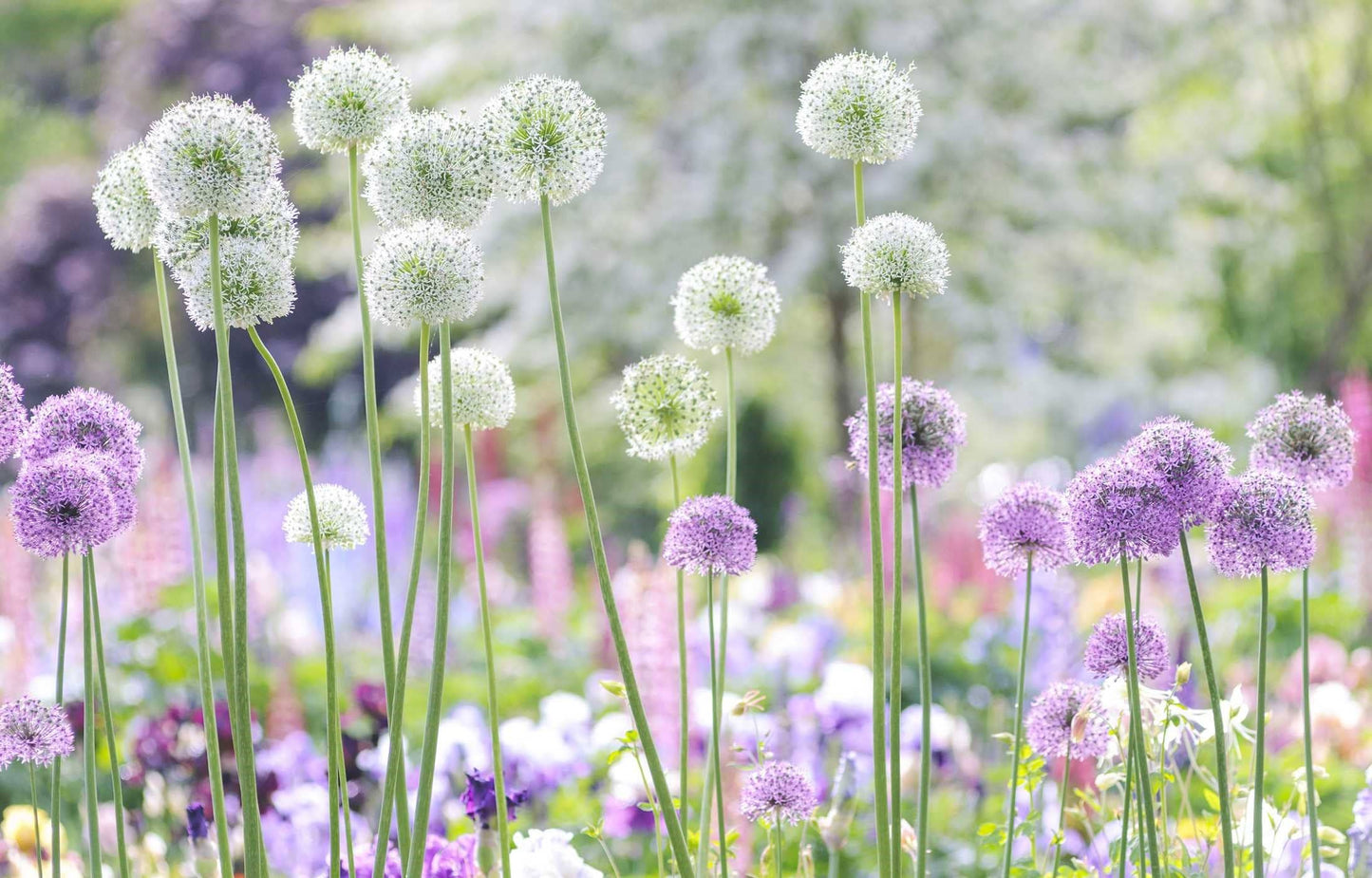 Beautiful Blooms: A Photographic Celebration - Book
