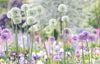 Beautiful Blooms: A Photographic Celebration - Book