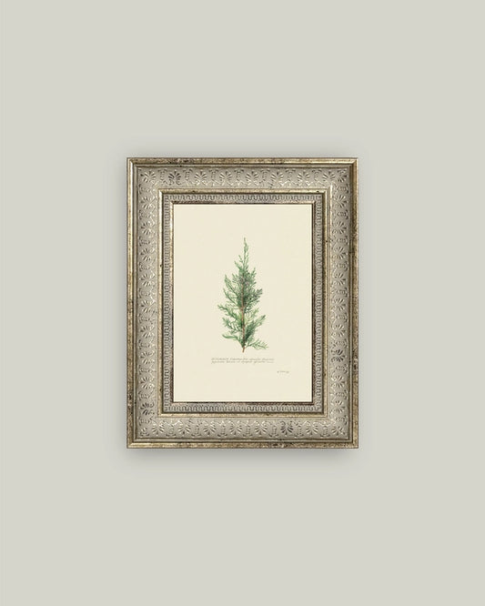 Juniperus 5x7