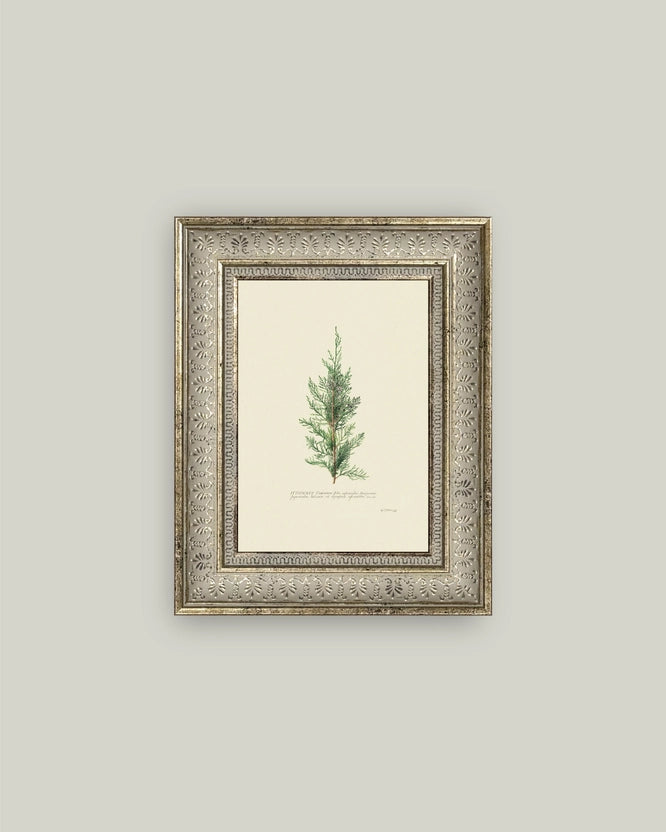 Juniperus 5x7