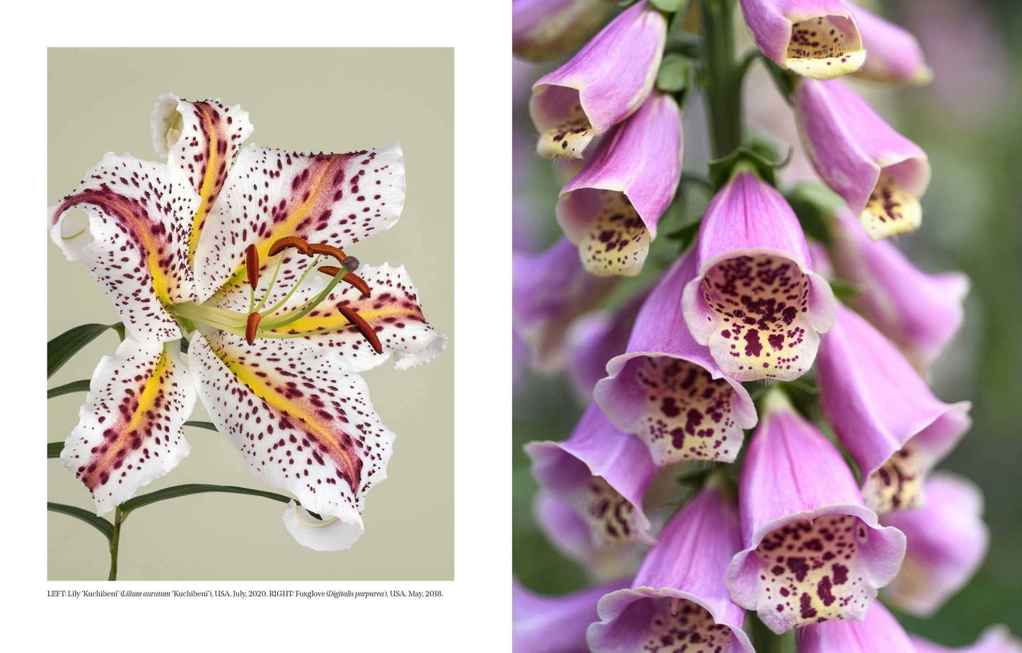 Beautiful Blooms: A Photographic Celebration - Book