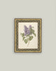 Lilac Branch Framed Antique Art: 5x7