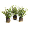 Maidenhair Fern Drop-Ins