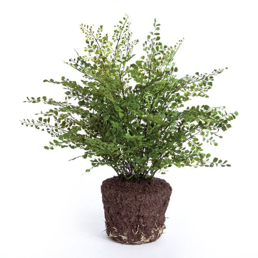 Maidenhair Fern Drop-In 23"