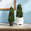 Boxwood Cone Topiary Drop-In 12": Preserved Greens