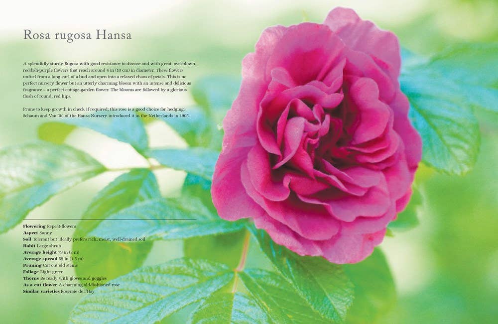 Vintage Roses: Beautiful Varieties for Home & Garden