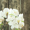 Orchid Drop-In 23"